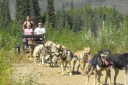 dog cart riding in a meadow